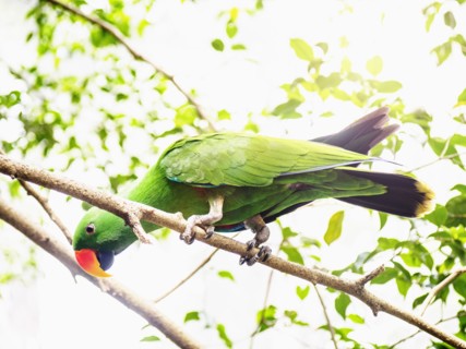 Eclectus parrot (Eclectus roratus) perching on branch