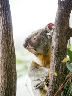 Koala (Marsupial) on tree