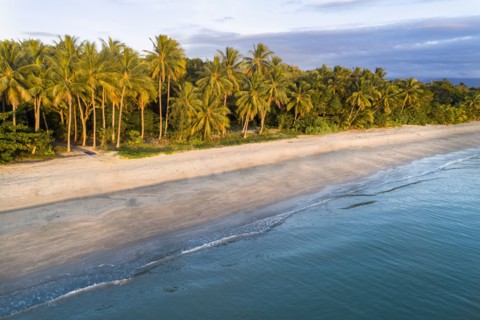 Australia, Queensland, Palm trees on coastline