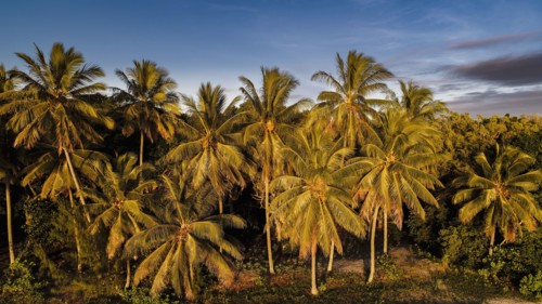 Australia, Queensland, Palm trees at dusk