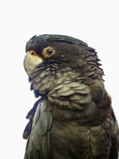Portrait of Red-tailed black cockatoo (Calyptorhynchus banksii)