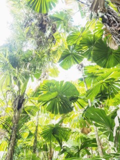 Lush foliage of Licuala grandis (Fan palm)