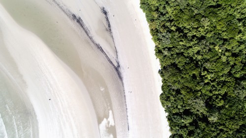 Australia, Queensland, Rainforest next to beach