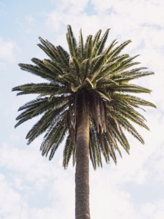 Palm tree against sky