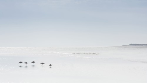 Birds walking on beach