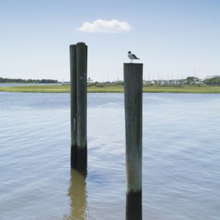 USA, North Carolina, Southport, Bird sitting on wooden post