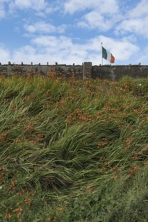 Ireland, Donegal County, Dungloe, Flag of Ireland by stone wall