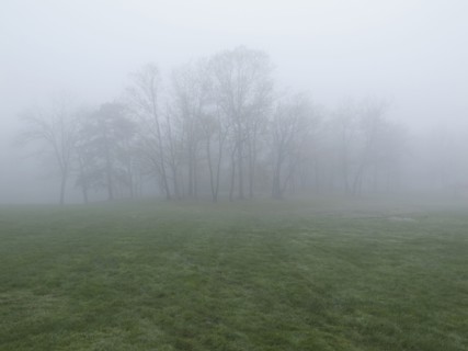 Fog over meadow