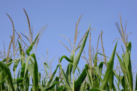 Corn field against blue sky