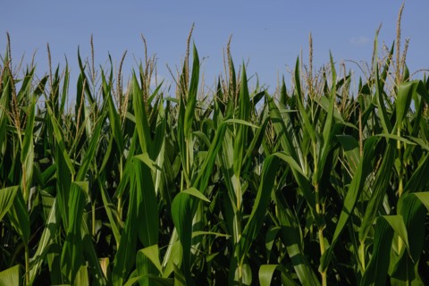 Corn field against blue sky
