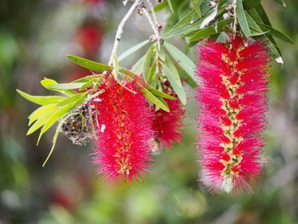 Australia, New South Wales, Red bottlebrushes hanging from twig