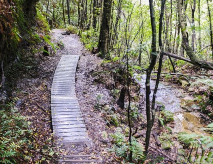 Wooden path across forest