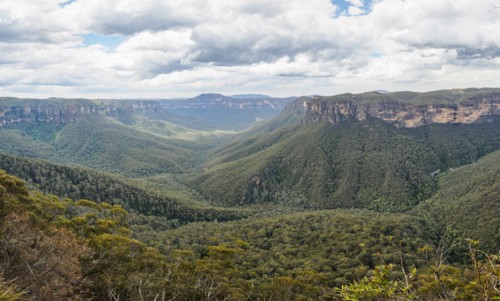 Canyon overgrown by forest