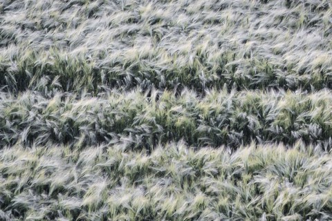 Ukraine, Dnepropetrovsk region, Dnepropetrovsk city, Ears of wheat
