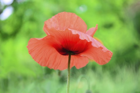 Head of poppy