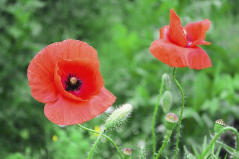 Heads of poppies