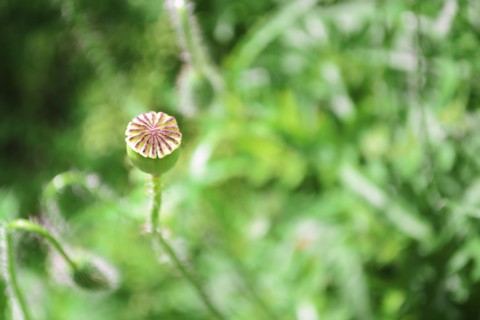 Buds of poppy in meadow