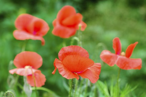 Poppies in meadow