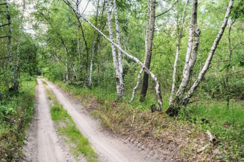 Dirt road across forest