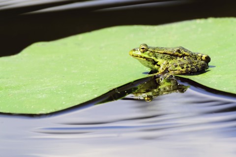 Frog sitting on wet leaf of water lily