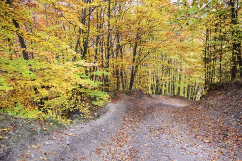 Path across autumn forest