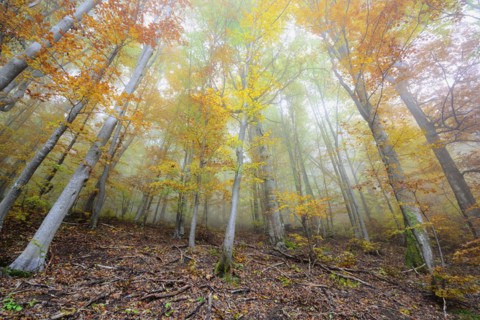 Multicolored trees at autumn forest
