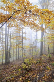 Multicolored trees at autumn forest