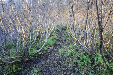 Path between bare bushes