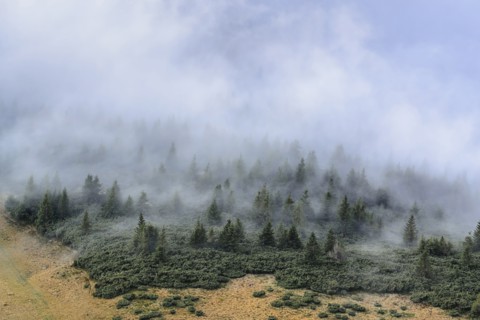 Ukraine, Zakarpattia region, Rakhiv district, Carpathians, Chornohora, Mist over forest