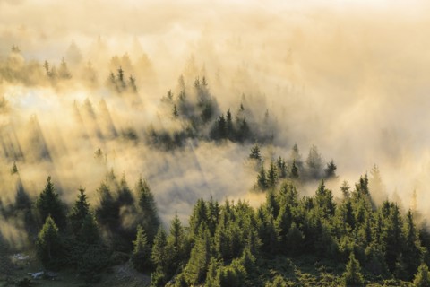 Ukraine, Zakarpattia region, Rakhiv district, Carpathians, Chornohora, Mist over forest