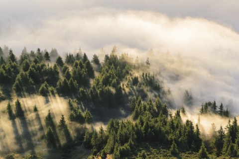 Ukraine, Zakarpattia region, Rakhiv district, Carpathians, Chornohora, Mist over forest