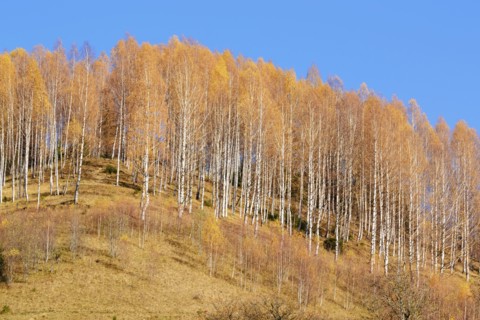 Ukraine, Ivano-Frankivsk region, Verkhovyna district, Carpathians, Bystrets village, Clear sky over forest