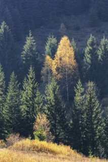 Ukraine, Ivano-Frankivsk region, Verkhovyna district, Carpathians, Dzembronya village, Forest during autumn