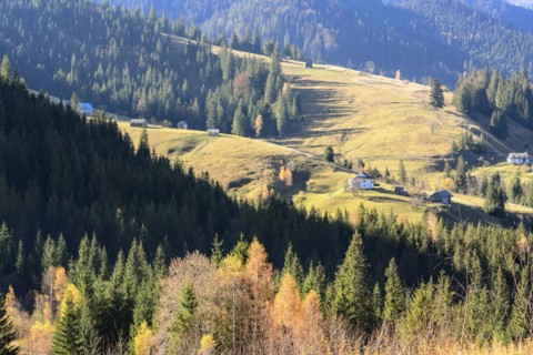 Ukraine, Ivano-Frankivsk region, Verkhovyna district, Carpathians, Dzembronya village, Landscape with forest