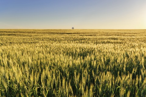 Ukraine, Dnepropetrovsk region, Dnepropetrovsk city, Clear sky over field