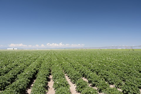 USA, Colorado, San Luis Valley, Blue sky over green field