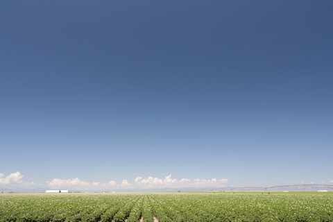 USA, Colorado, San Luis Valley, Blue sky over green field