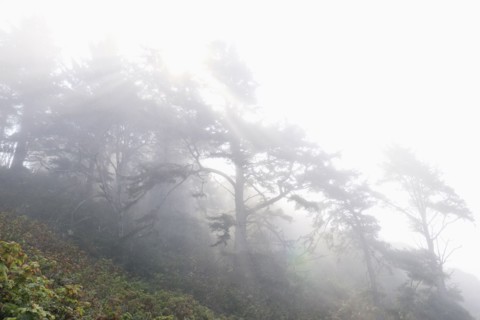 USA, California, Humboldt County, Fog over forest