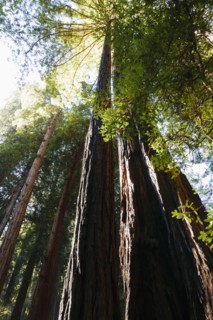USA, California, Muir Woods National Park, Tall trees in forest