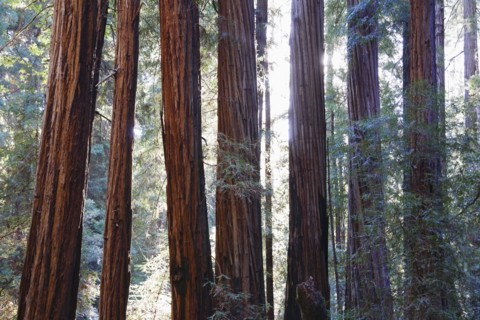 USA, California, Muir Woods National Park, Tall trees in forest