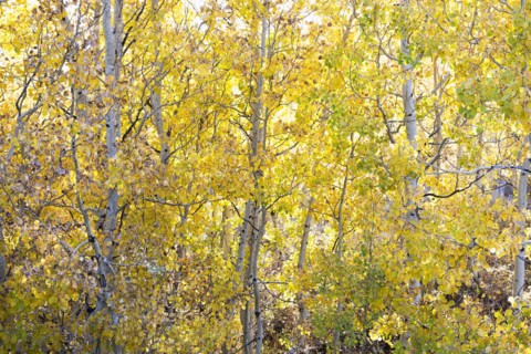 Forest during autumn