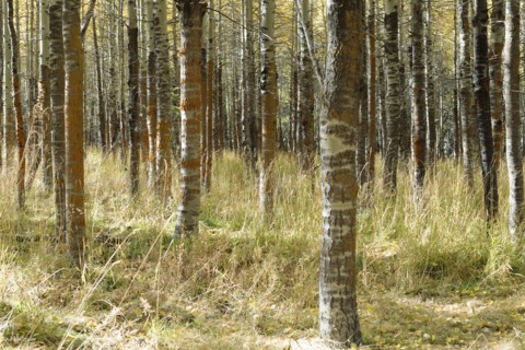 USA, California, Lake Tahoe, Forest during autumn
