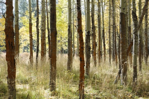 USA, California, Lake Tahoe, Forest during autumn