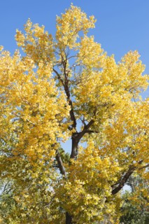USA, California, Hope Valley, Tree with yellow leaves against blue sky