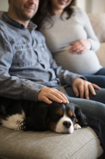 Mid adult couple sitting on sofa and stroking puppy