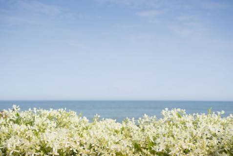 Sky above sea and blooming plants