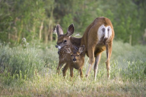USA, Oregon, Doe with fawn