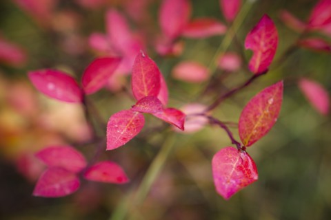 Pink leaves of tree