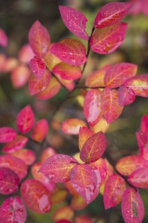Colorful autumn leaves