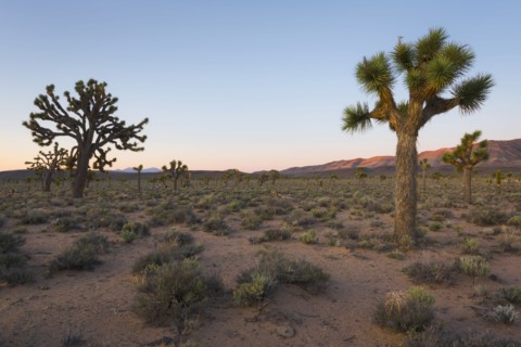 USA, California, Death Valley National Park, Joshua trees at sunrise